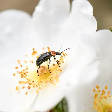 컨트리하우스 Quinta Lusitania