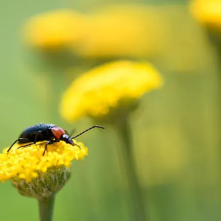 Quinta Lusitania Lantställe