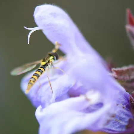 Quinta Lusitania 컨트리하우스 *