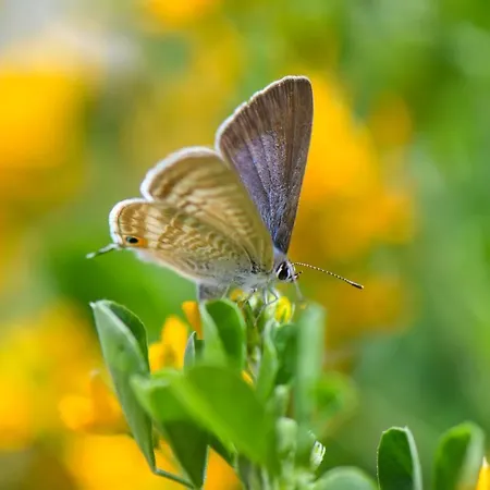 Quinta Lusitania 컨트리하우스 산타 콤바 당