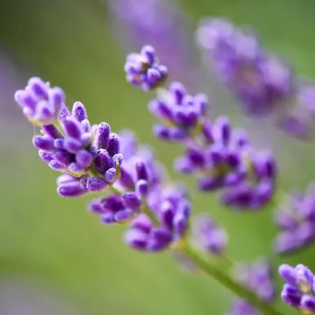 컨트리하우스 Quinta Lusitania