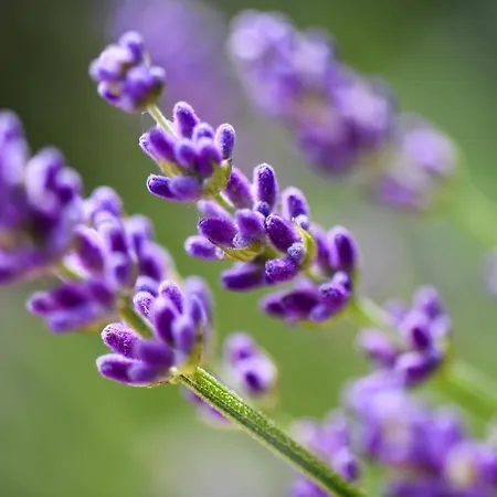 Quinta Lusitania 컨트리하우스