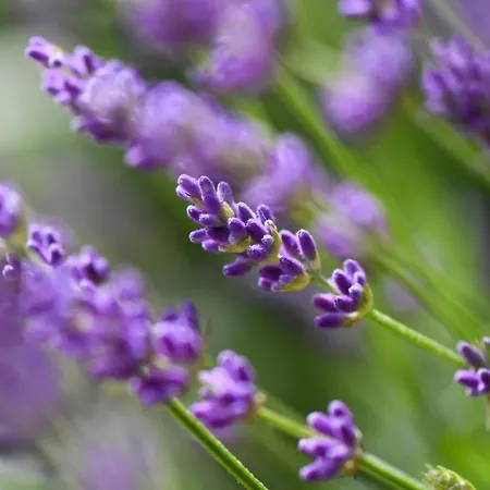 Quinta Lusitania Lantställe