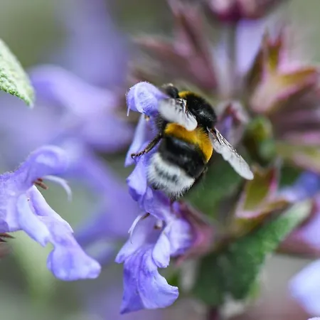 Quinta Lusitania Lantställe *