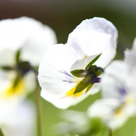 Quinta Lusitania 컨트리하우스 *