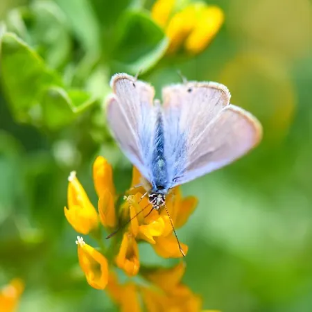 Quinta Lusitania 산타 콤바 당