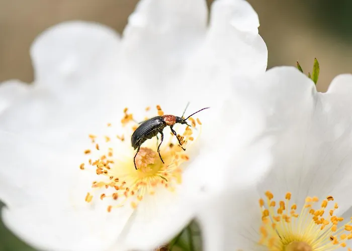 Летний дом Quinta Lusitania