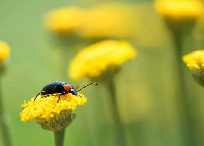 Quinta Lusitania Летний дом
