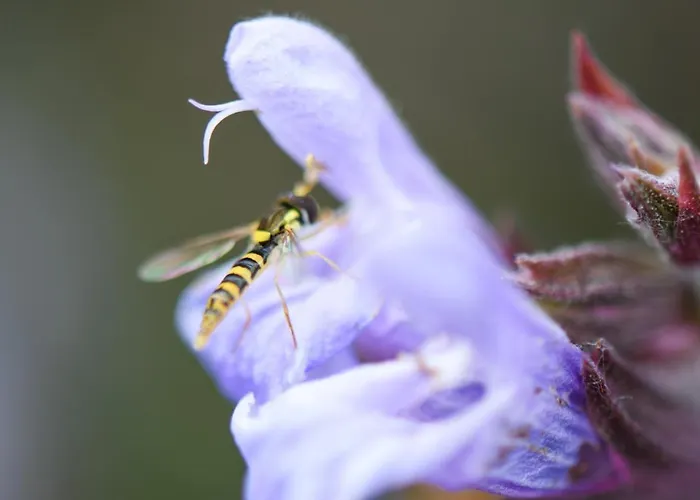 Quinta Lusitania Летний дом *