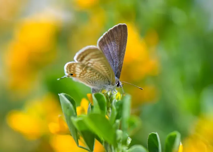 Quinta Lusitania Летний дом Санта-Комба-Дан