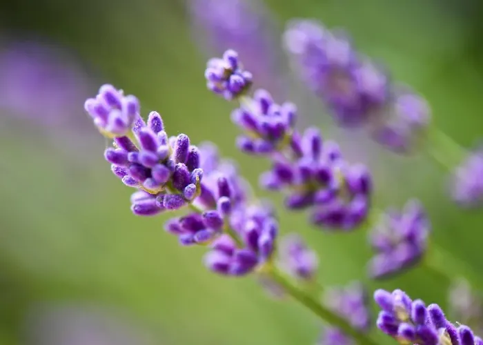 Летний дом Quinta Lusitania