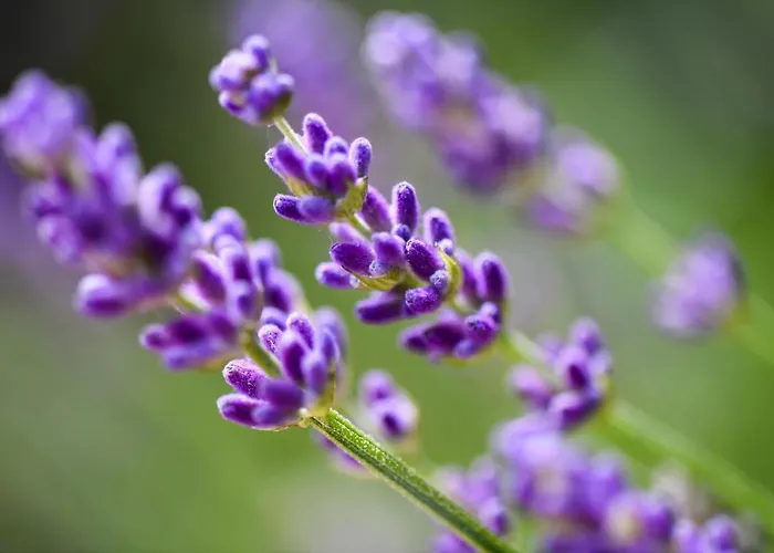 Quinta Lusitania Летний дом