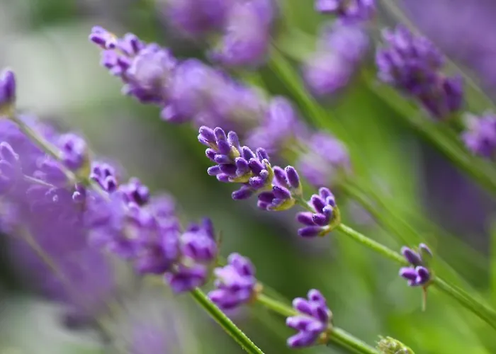 Quinta Lusitania Летний дом