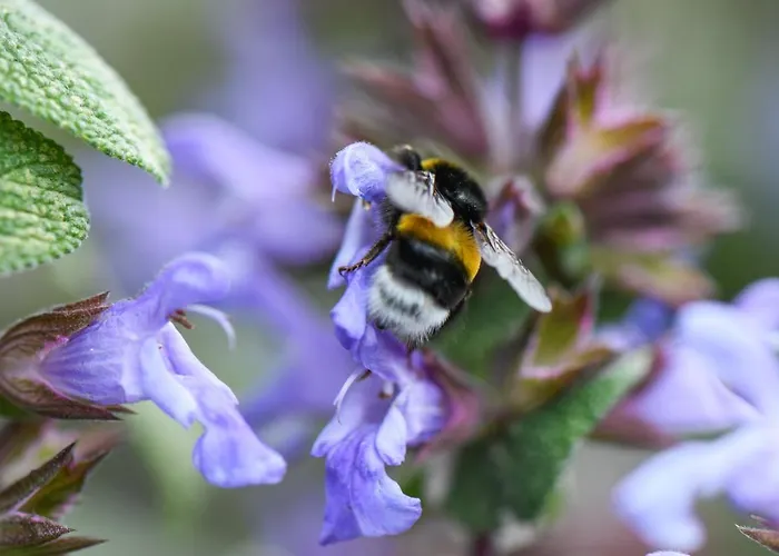 Quinta Lusitania Летний дом *
