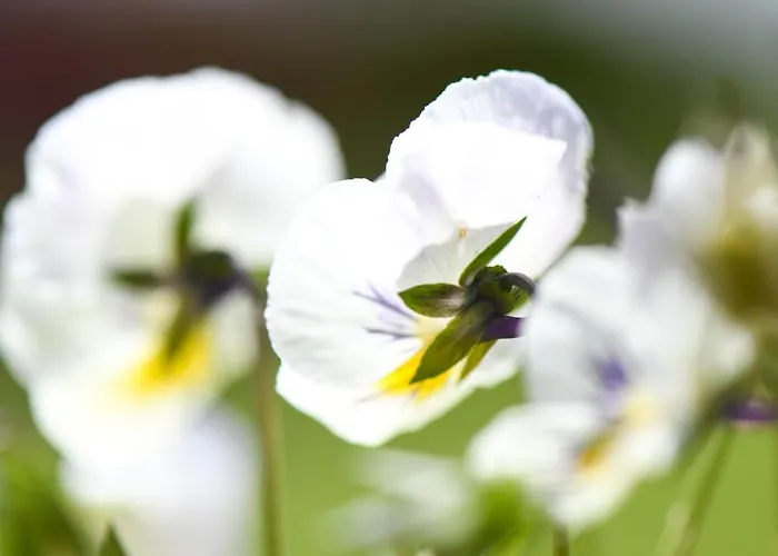 Quinta Lusitania Летний дом *