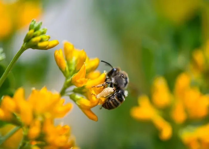 Quinta Lusitania Санта-Комба-Дан