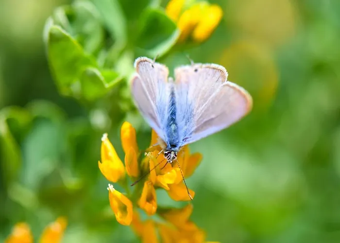 Quinta Lusitania Санта-Комба-Дан